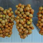 Piennoli di pomodorino giallo campano (fonte: www.sito.regione.campania.it)