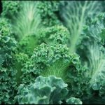Cavolo torzella da agricoltura biologica (fonte: www.sito.regione.campania.it)
