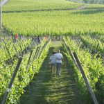 Visite guidate alla vigne in occasione di Cantine Aperte