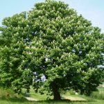 castanicoltura in Campania