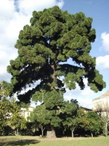 Il Pino delle Canarie nel giardino della storica Villa Ravaschieri, a Roccapiemonte (SA), prima della potatura e dell'ossigenazione delle radici