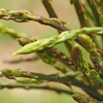 asparagi-selvatici, ecoeventi di primavera in Campania