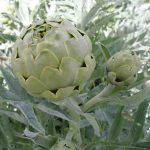 Il carciofo bianco di Pertosa, prodotto tipico del Parco del Cilento