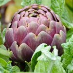 carciofo-capaccio-paestum, ecoeventi di primavera in Campania