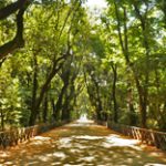 il viale centrale dle real bosco di capodimonte