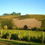 Alcuni dei vigneti della Cantina Santimartini a Solopaca (BN)