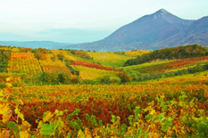 I vigneti a Castelvenere nel Sannio