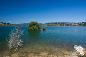 Bosco igrofilo Oasi WWF Lago di Campolattaro (ph Gianfranco Adduci) 