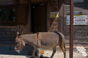 Centro Visite Oasi WWF Lago di Campolattaro (ph Gianfranco Adduci)