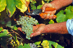 I vitigni del Fiano di Avellino docg