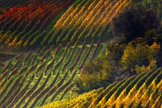 I vitigni dell'Aglianico del Taburno docg