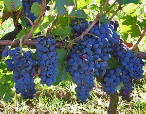 Vitigni di Aglianico a Montemarano