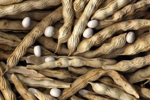 Il fagiolo di Controne, presidio Slow Food Campania