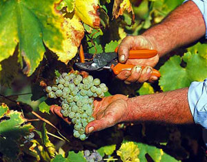 Vitigno e grappolo di Fiano di Avellino