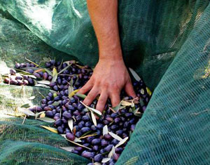La raccolta delle olive ad Albanella, nel Cilento