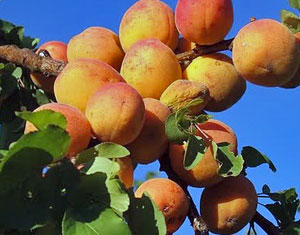 Le Crisommole, albicocche tipiche del territorio vesuviano