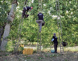 Coltivatori dell'Asprinio di Aversa (da Commons Wikimedia, crop)