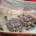 Tartarughe alla processione degli animali domestici (ph Martina D'Amodio)