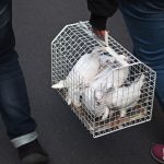Colombe portate in processione per Sant'Antonio (ph Pasquale Ottaiano)