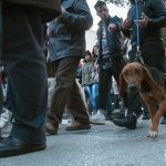 La processione degli animali a Cicciano vista dal basso (ph Daniele D'Ari)
