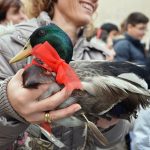 Un'anatra alla benedizione degli animali per Sant'Antonio (ph Martina D'Amodio)