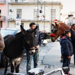 Cavalli e muli stanno per unirsi alla processione degli animali a Cicciano (ph Daniela Cesarini)