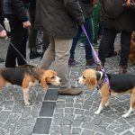 Incontro di cani nei tradizionali tre giri intorno alla chiesa di Sant'Antonio (ph Martina D'Amodio)