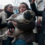 L'affetto dei ciccianesi per i loro animali domestici nella processione di Sant'Antonio (ph Daniele D'Ari)