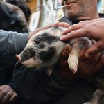 Il maiale, parte dell'iconografia di Sant'Antonio, portato in processione a Cicciano (ph Martina D'Amodio)