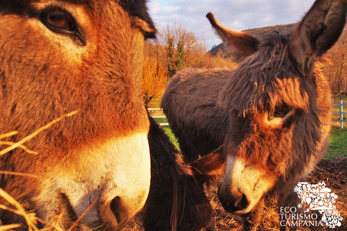 Gli asini presso Le Campestre, una delle fattorie didattiche in Campania (ph Gianfranco Adduci)