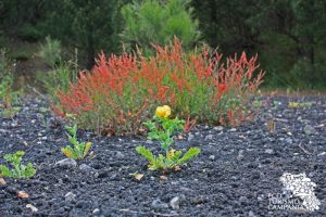 Il galusium e la romice rossa sul Vesuvio - Monte Somma (ph Umberto Saetta)