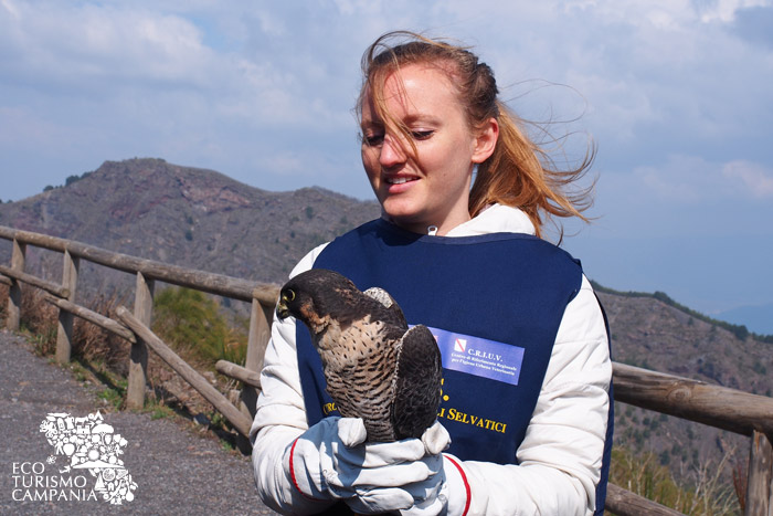 L'associazione CRIUV libera un falco nel Parco del Vesuvio