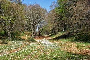 La foresta demaniale di Roccarainola