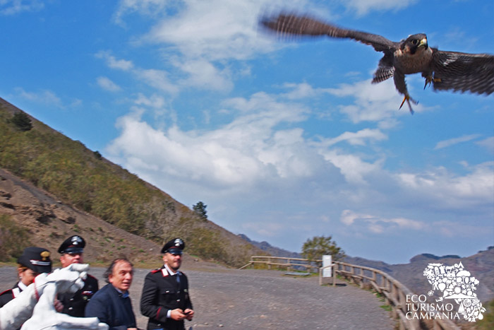 Liberazione di un falco pellegrino sul Vesuvio