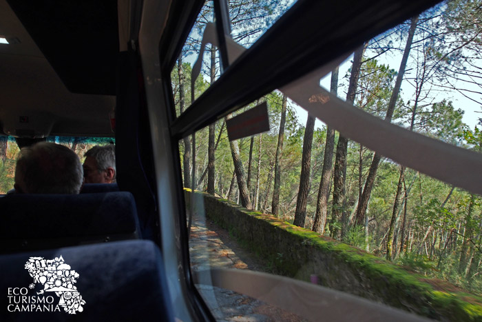 La pineta sulla strada Matrone dalla Busvia del Vesuvio