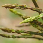 Sagra degli Asparagi