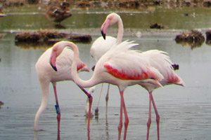 Fenicotteri nella riserva "I Variconi"