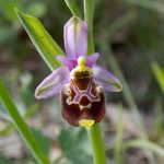 Orchidea spontanea del Matese