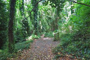 Scorcio della Riserva forestale Tirone - Alto Vesuvio