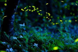 Lucciole nel bosco di San Silvestro