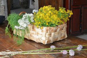 Raccolta di erbe spontanee nel Cilento