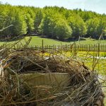 Formaggio di capra stagionato e aromatizzato sul Cervati dalla Compagnia re 'u caso