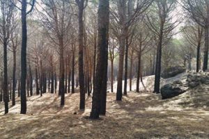 La pinesta di Terzigno sul Vesuvio dopo l'incendio di agosto 2017