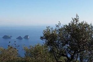Uliveti a Massa Lubrense