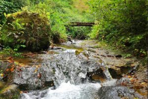 Torrente nel Parco di Roccamonfina - Foce del Garigliano