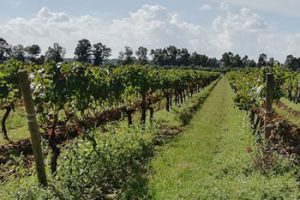 Terre del Falerno
