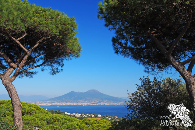 Vesuvio, panorama tra gli alberi di Napoli (ph Gianfranco Adduci)