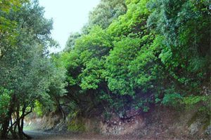 Trekking sul Monte Massico