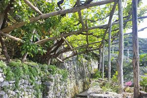Un tratto del Sentiero dei Limoni in Costiera Amalfitana