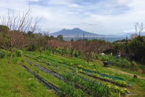 Orti urbani sulla collina di Posillipo, Napoli